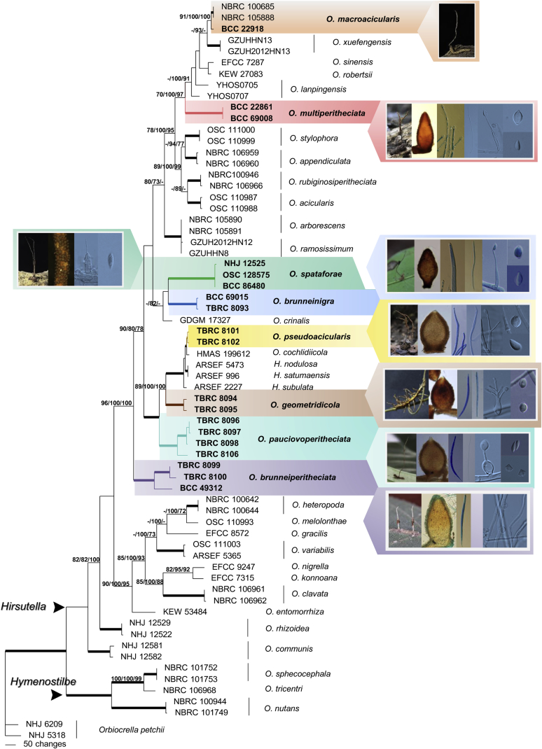 Fig. 2