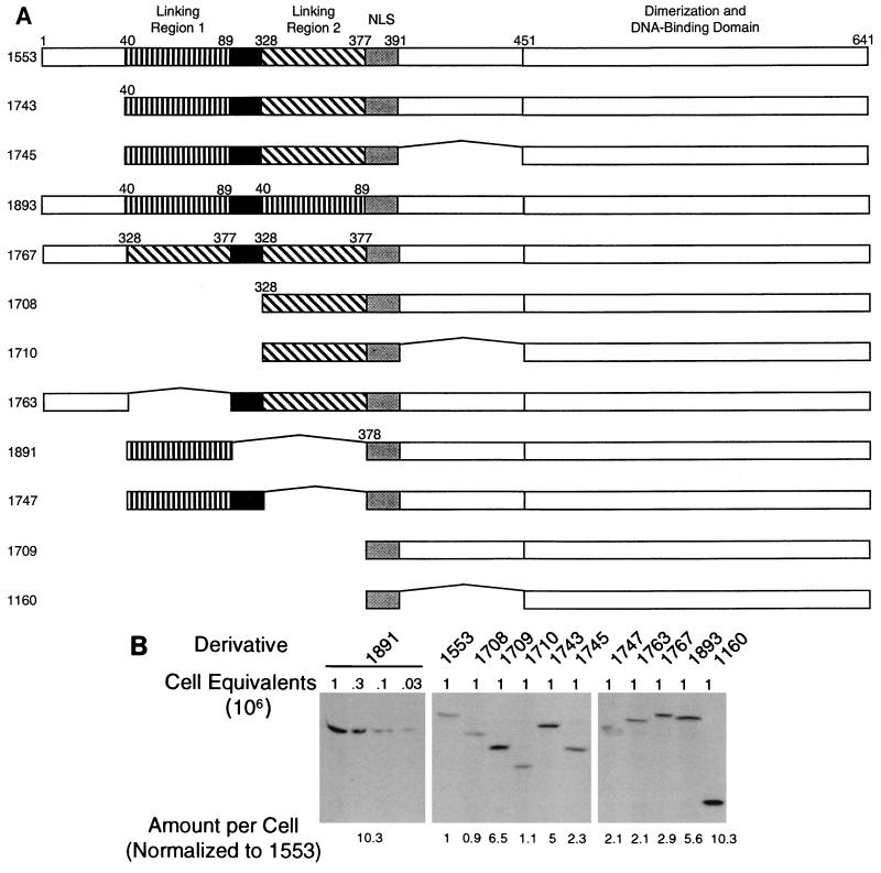 FIG. 1