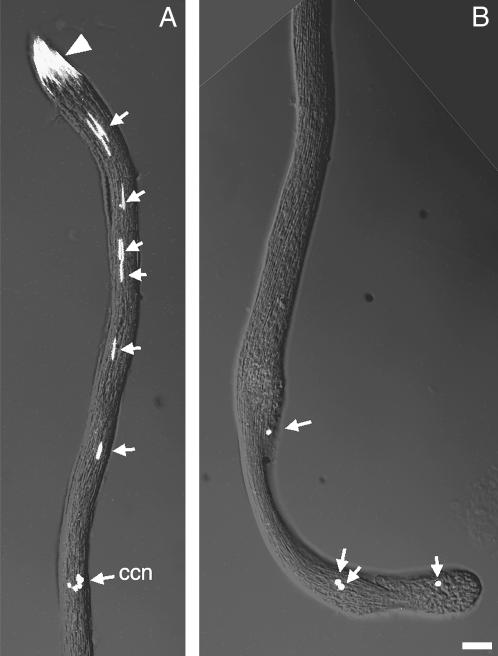 Figure 5.