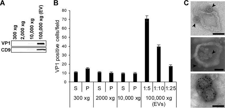 FIG 2