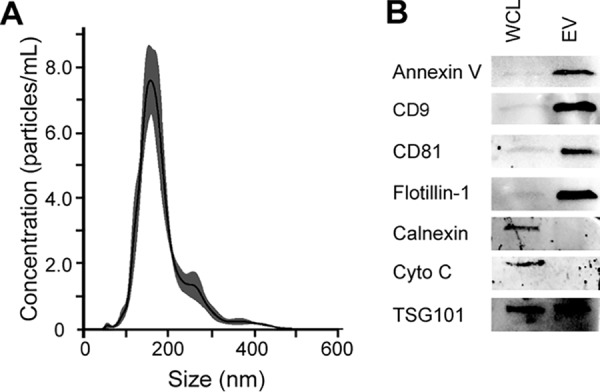 FIG 1