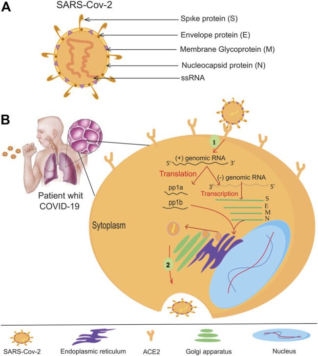 FIGURE 1