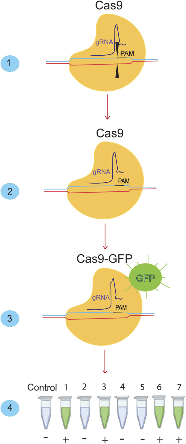 FIGURE 2