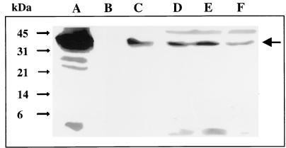 FIG. 8