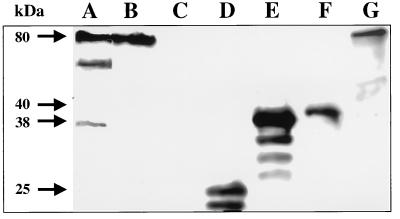 FIG. 10