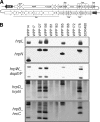 FIG. 2.