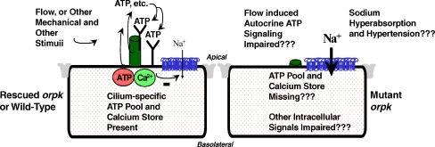 Fig. 11