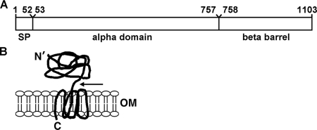 FIG. 1.