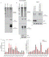 Extended Figure 7.