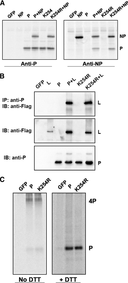 Fig. 8.