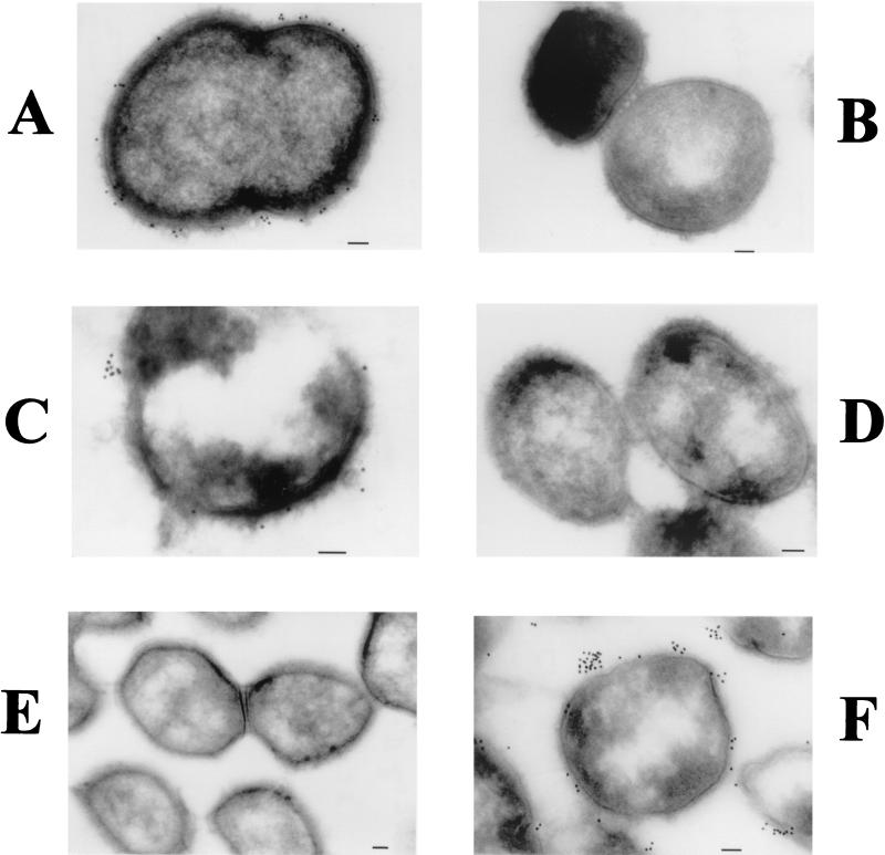 FIG. 8.