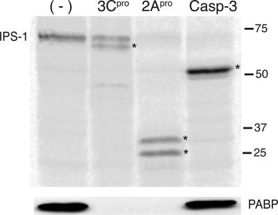 FIG. 10.