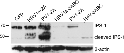 FIG. 11.