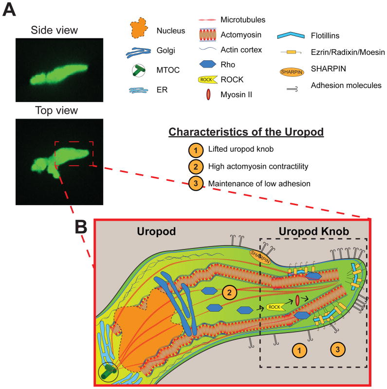 Leading from the back: the role of the uropod in neutrophil ...