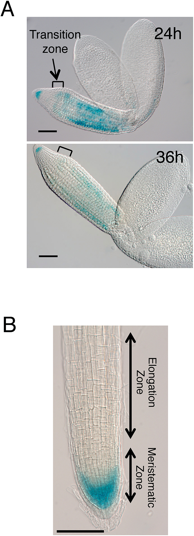 Fig. 7.