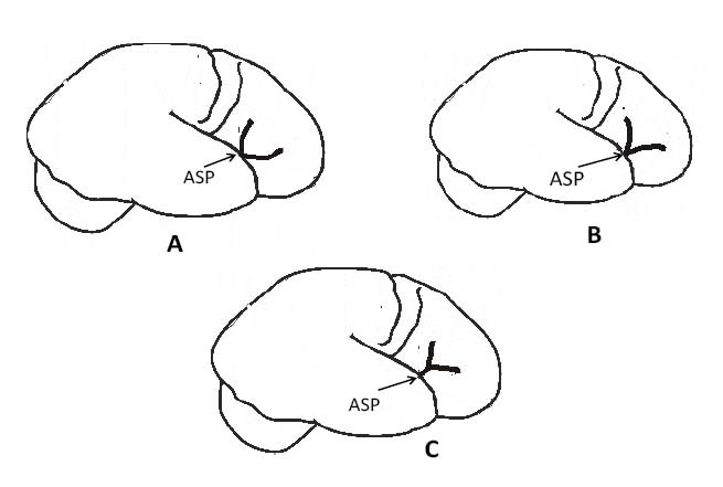 [Table/Fig-5]: