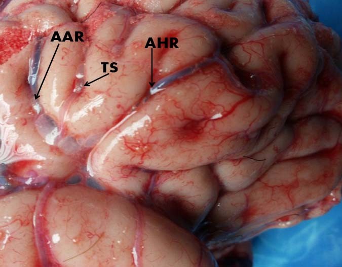 [Table/Fig-4]: