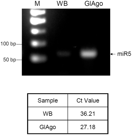 Figure 5