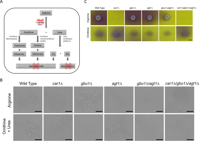 FIG 3