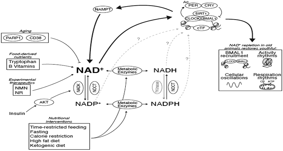 Figure 3: