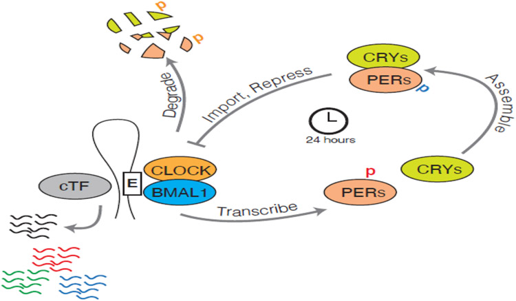 Figure 1: