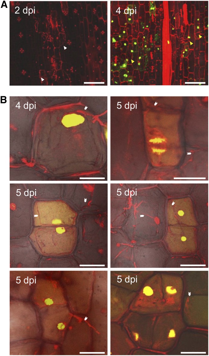 Figure 3.