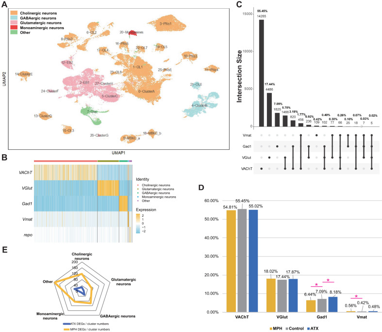 The effects of methylphenidate and atomoxetine on Drosophila brain at