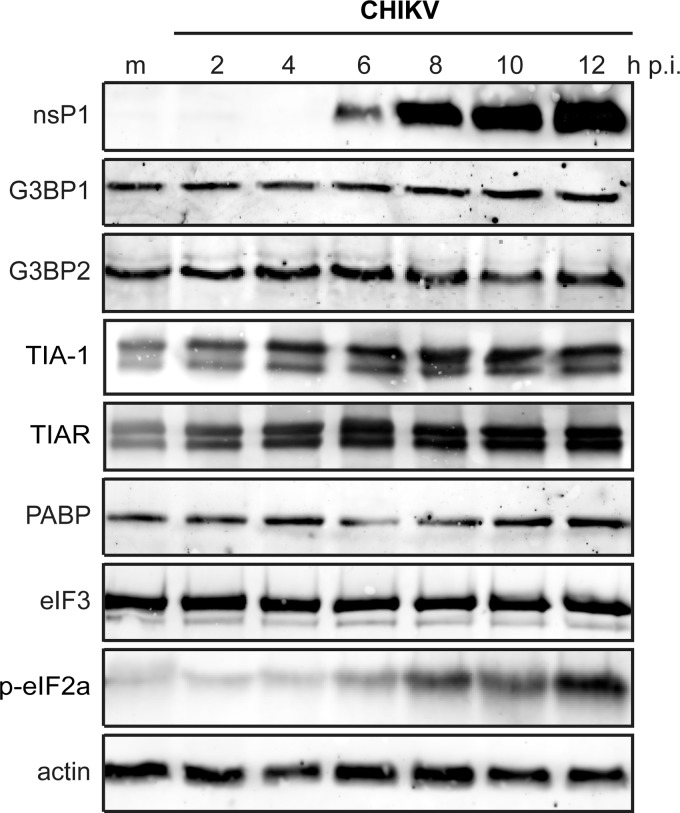 FIG 3