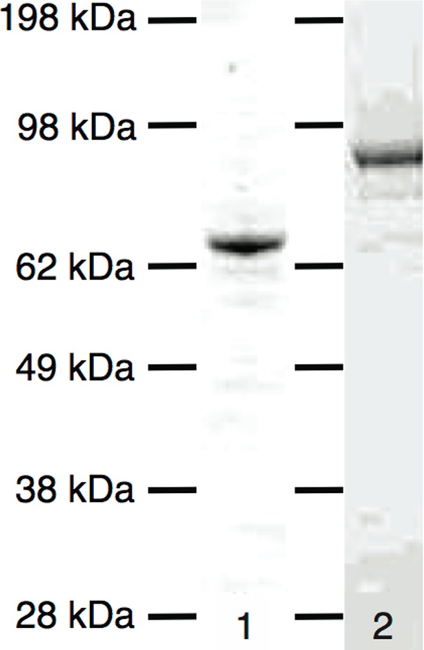 Figure 1—figure supplement 4.