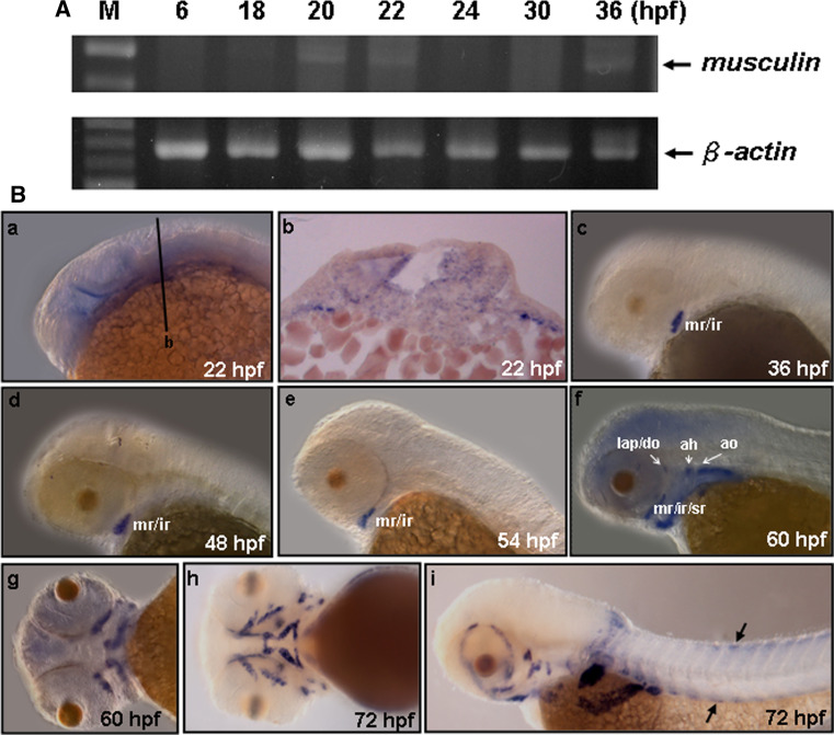 Fig. 2