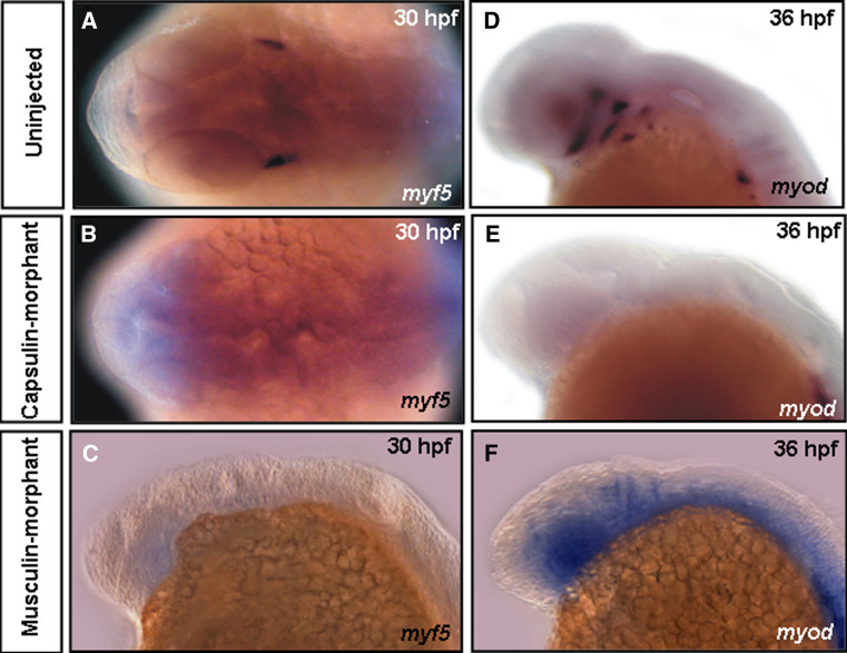 Fig. 5