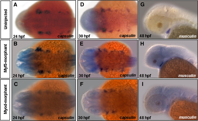 Fig. 6