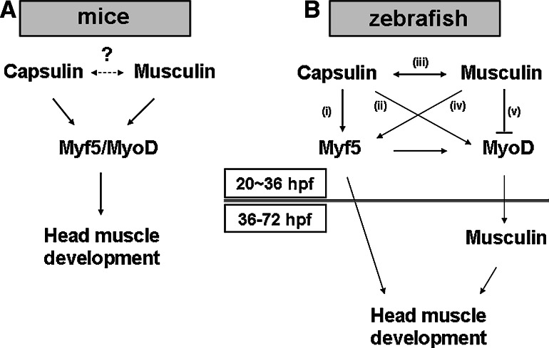 Fig. 9