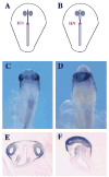 Fig. 9