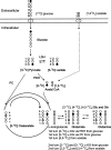 FIG. 1.