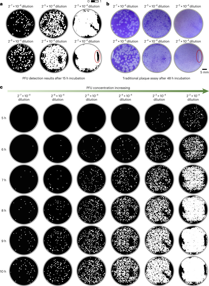 Rapid and stain-free quantification of viral plaque via lens-free ...