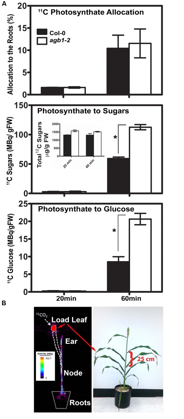 FIGURE 4