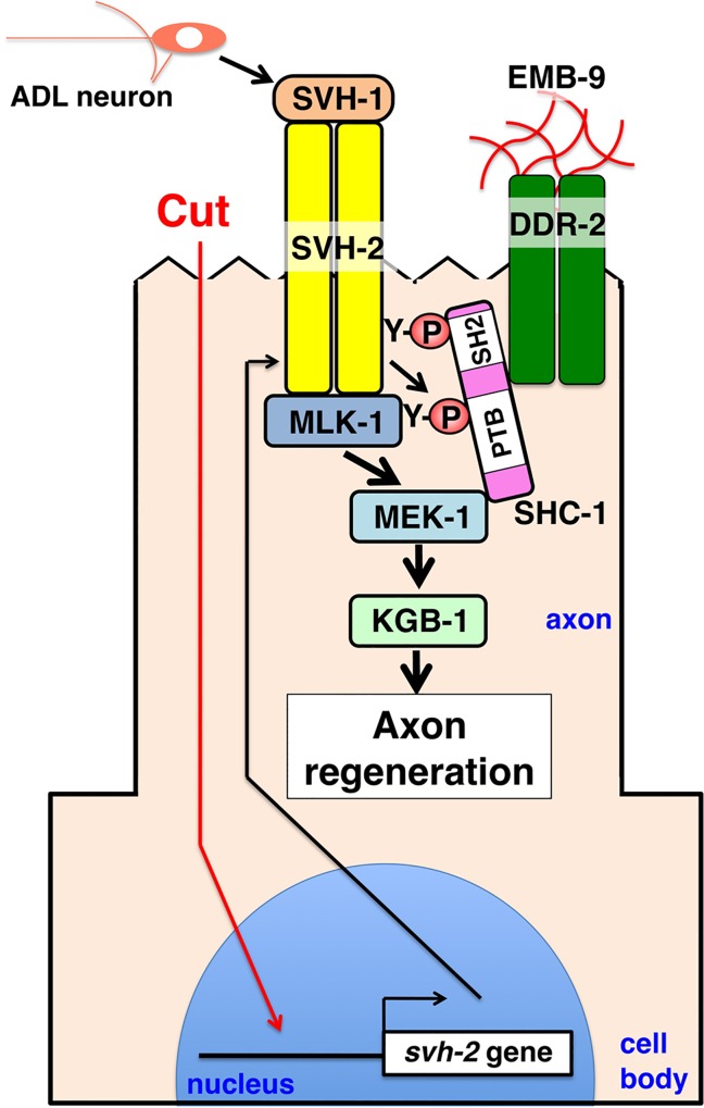 Fig 6