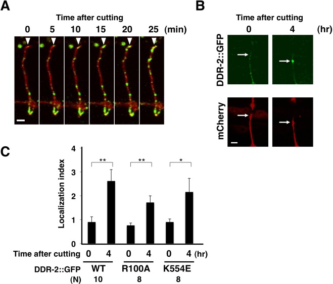 Fig 3