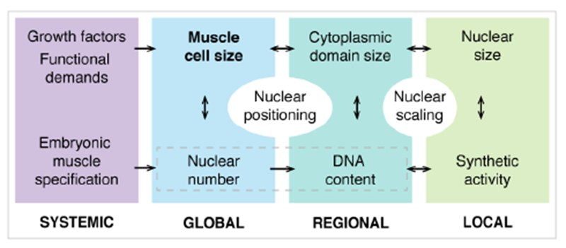 Figure 7.