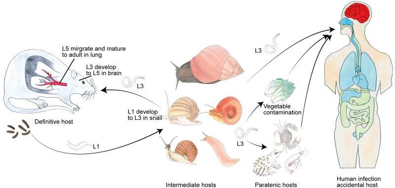 Fig 1