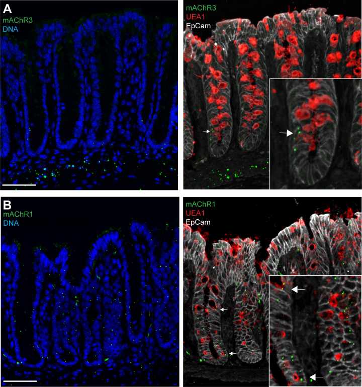 Figure 5—figure supplement 2.