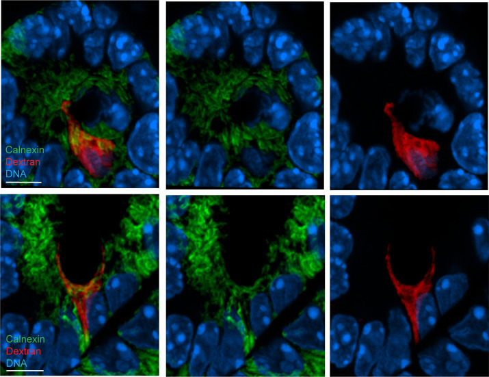 Figure 6—figure supplement 1.