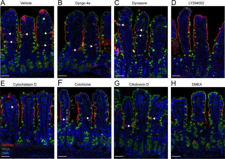 Figure 1—figure supplement 1.