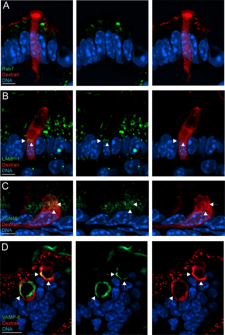 Figure 2—figure supplement 1.