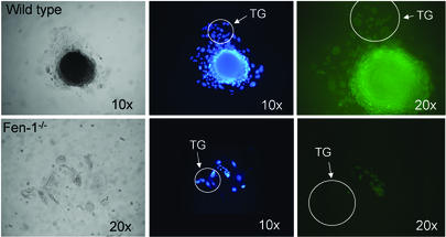 FIG. 4.