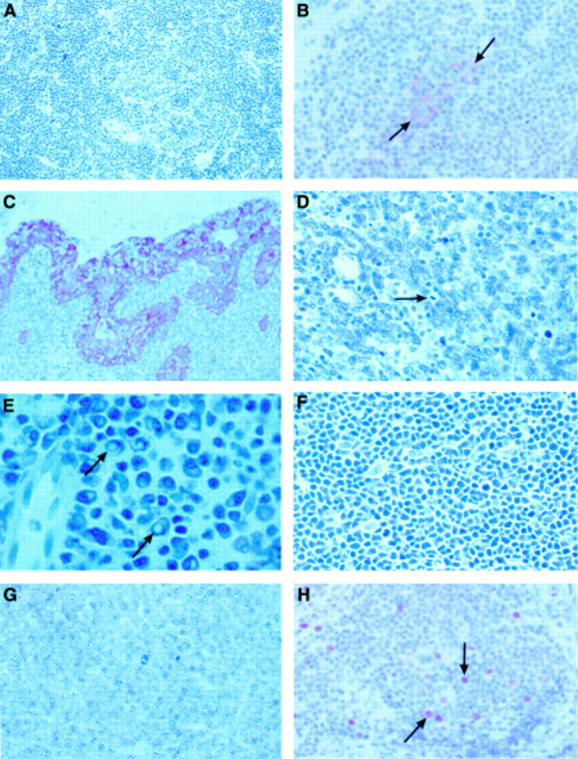 Figure 1  