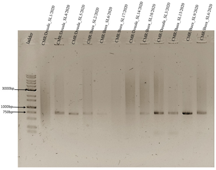 Figure 7