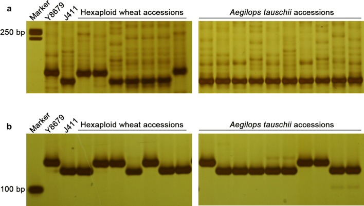 Fig. 7