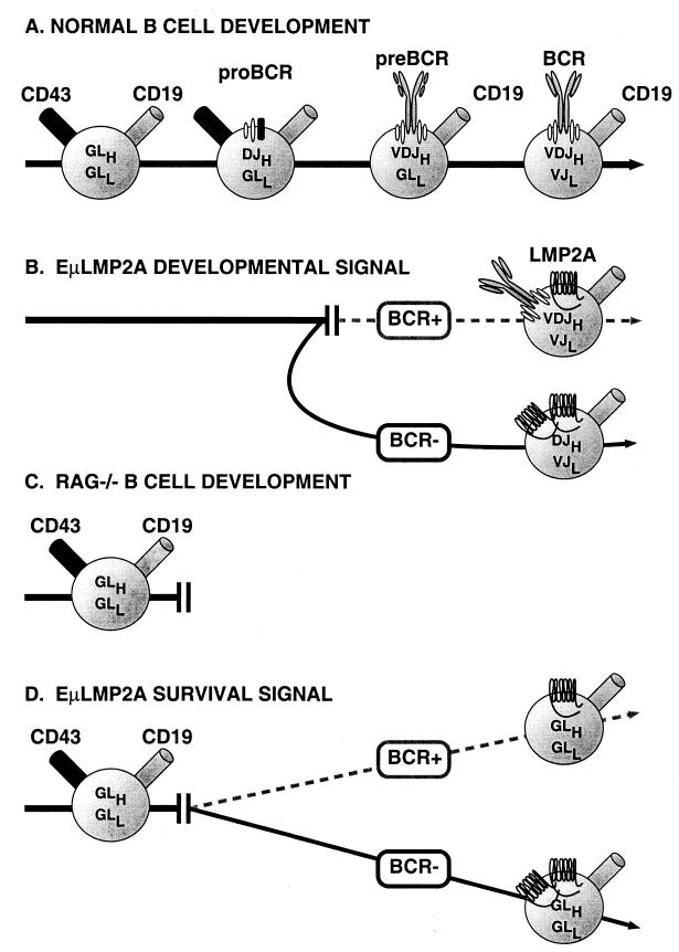 FIG. 12